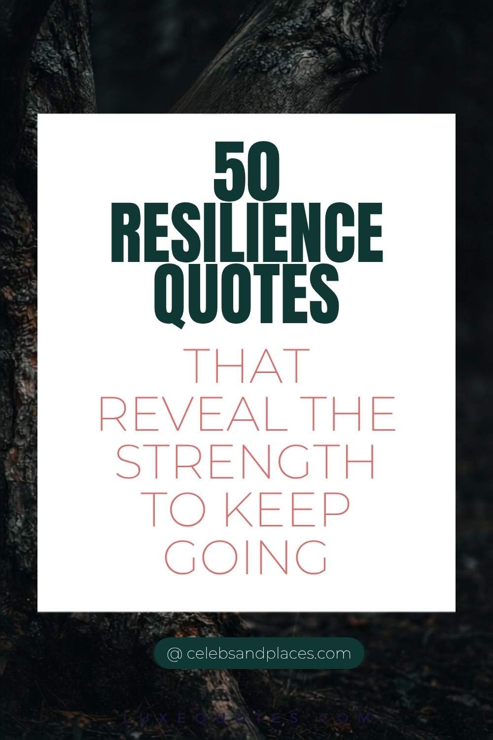 Resilience Quotes That Reveal the Strength to Keep Going